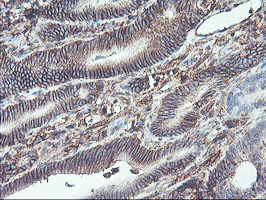 m08495 anti nptn mouse monoclonal antibody clone id oti3c4 ihc testing 5