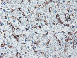 m08495 anti nptn mouse monoclonal antibody clone id oti3c4 ihc testing 8
