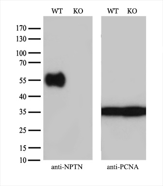 m08495 anti nptn mouse monoclonal antibody clone id oti3c4 wb testing 2