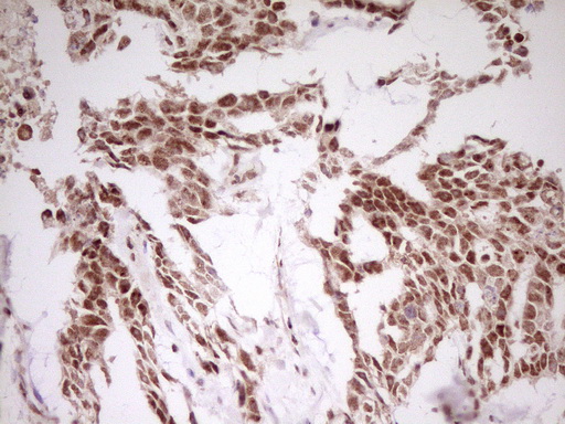 m08496 anti myosin myl4 mouse monoclonal antibody clone id oti1h6 ihc testing 6