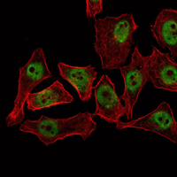 Immunofluorescent staining data of THAP11 using Anti-THAP11 Monoclonal Antibody (M08519)