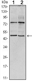 Western blotting validation for Anti-THAP11 Monoclonal Antibody M08519
Western Blot (WB) analysis using THAP11 Monoclonal Antibody against HeLa (1) and NTERA-2 (2) cell lysate