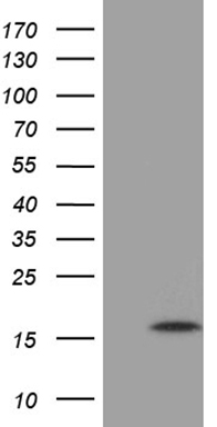 m08541 anti mrpl27 mouse monoclonal antibody clone id oti3g2 wb testing 1