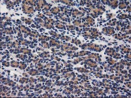 m08549 anti gba3 mouse monoclonal antibody clone id oti1f1 ihc testing 6
