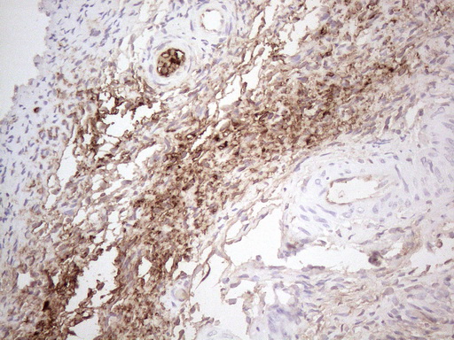 m08566 anti nobox mouse monoclonal antibody clone id oti4c5 ihc testing 2