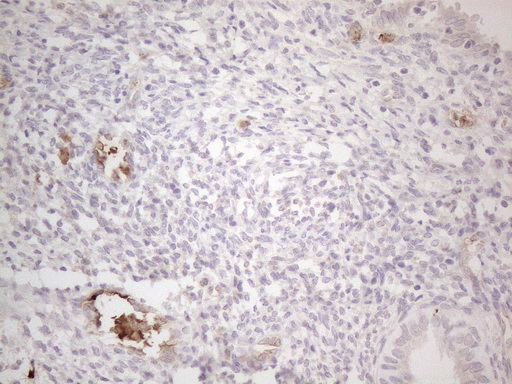 m08566 anti nobox mouse monoclonal antibody clone id oti4c5 ihc testing 3