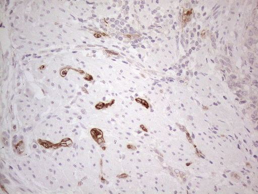 m08566 anti nobox mouse monoclonal antibody clone id oti4c5 ihc testing 4