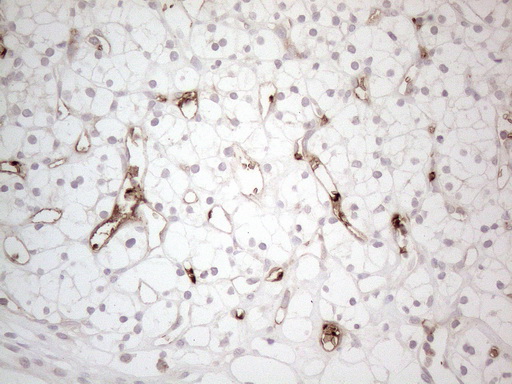 m08566 anti nobox mouse monoclonal antibody clone id oti4c5 ihc testing 6