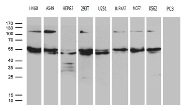 Western blot analysis of extracts (35ug) from 9 different cell lines by using anti-EARS2 monoclonal antibody (1:500). Western blot analysis of extracts (35ug) from 9 different cell lines by using anti-EARS2 monoclonal antibody (1:500).