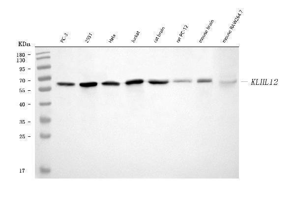  Western blot analysis of KLHL12 using anti-KLHL12 antibody (M08568-1)