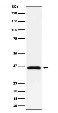 m08589 wb
