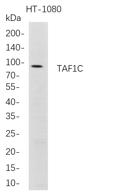 m08597 1 taf1c primary antibodies wb testing 1