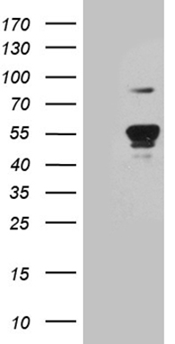 m08610 1 anti ybx2 mouse monoclonal antibody clone id oti3c12 wb testing 1