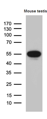 m08610 1 anti ybx2 mouse monoclonal antibody clone id oti3c12 wb testing 2
