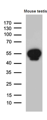 m08610 anti ybx2 mouse monoclonal antibody clone id oti3b5 wb testing 2
