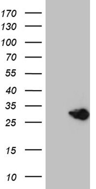 m08611 anti med28 mouse monoclonal antibody clone id oti10c8 wb testing 1