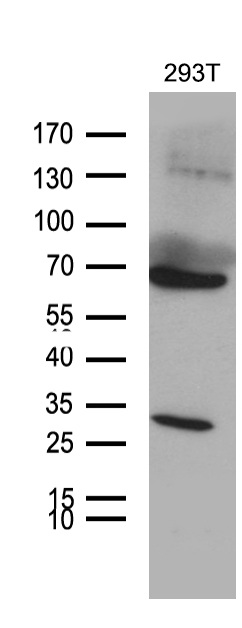 m08611 anti med28 mouse monoclonal antibody clone id oti10c8 wb testing 2