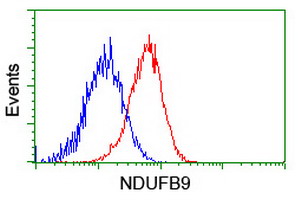 m08623 1 anti ndufb9 mouse monoclonal antibody clone id oti13h11 flow cytometry testing 12