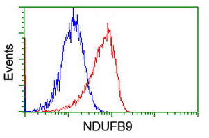 m08623 1 anti ndufb9 mouse monoclonal antibody clone id oti13h11 flow cytometry testing 13
