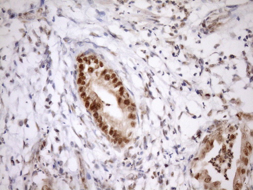m08626 anti gcip interacting protein p29 syf2 mouse monoclonal antibody clone id oti6a5 ihc testing 4