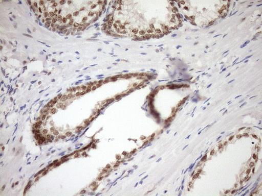 m08626 anti gcip interacting protein p29 syf2 mouse monoclonal antibody clone id oti6a5 ihc testing 6