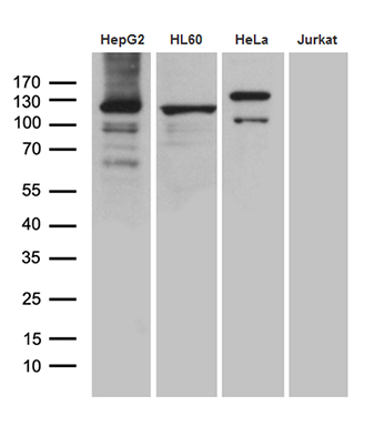Western blot analysis of extracts (35ug) from 4 cell lines by using anti-UBA7 monoclonal antibody (1:500)
