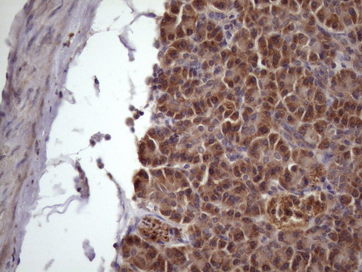 Immunohistochemical staining of paraffin-embedded Human pancreas tissue within the normal limits using anti-NDUFB11 mouse monoclonal antibody