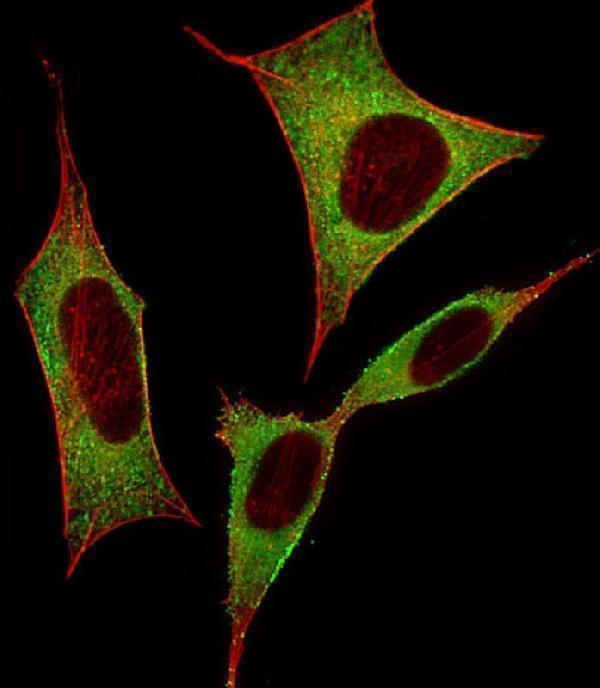 Immunofluorescent analysis of 4% paraformaldehyde-fixed, 0