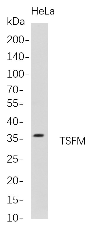 Western Blot analysis of HeLa whole cell lysates were separated by 4-20% SDS-PAGE, and the membrane was blotted with anti-TSFM rabbit mAb