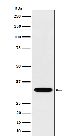 Western blot analysis of TSFM expression in Jurkat cell lysate