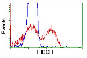 HEK293T cells transfected with either HIBCH (Myc-DDK-tagged) overexpress plasmid (Red) or empty vector control plasmid (Blue) were immunostained by anti-HIBCH antibody (M08660)