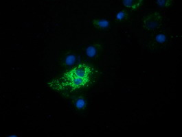 m08660 anti hibch mouse monoclonal antibody clone id oti4g1 if testing 5
