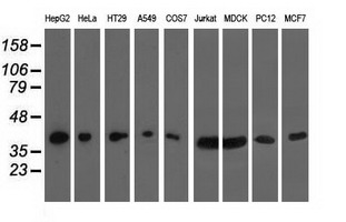 Western blot analysis of extracts (35ug) from 9 different cell lines by using anti-HIBCH monoclonal antibody