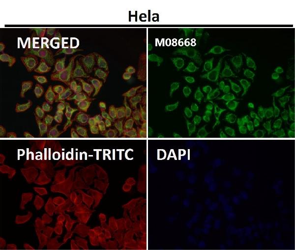 Immunofluorescent analysis using the Antibody at 1:150 dilution.