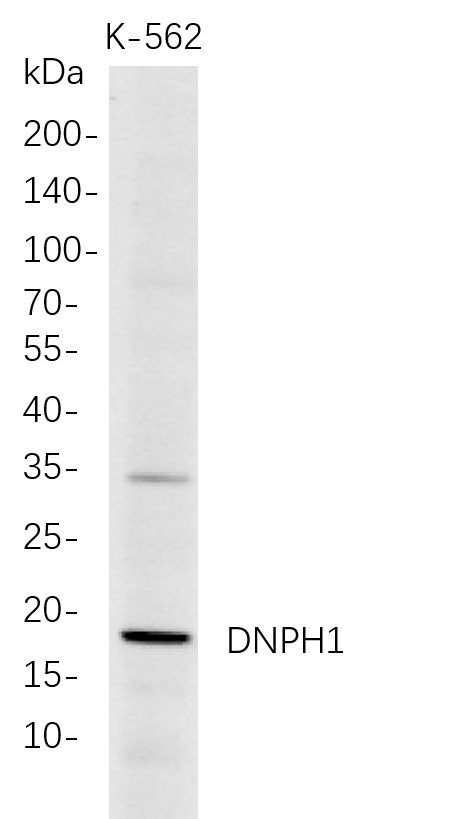 m08676 1 dnph1 primary antibodies wb testing 1
