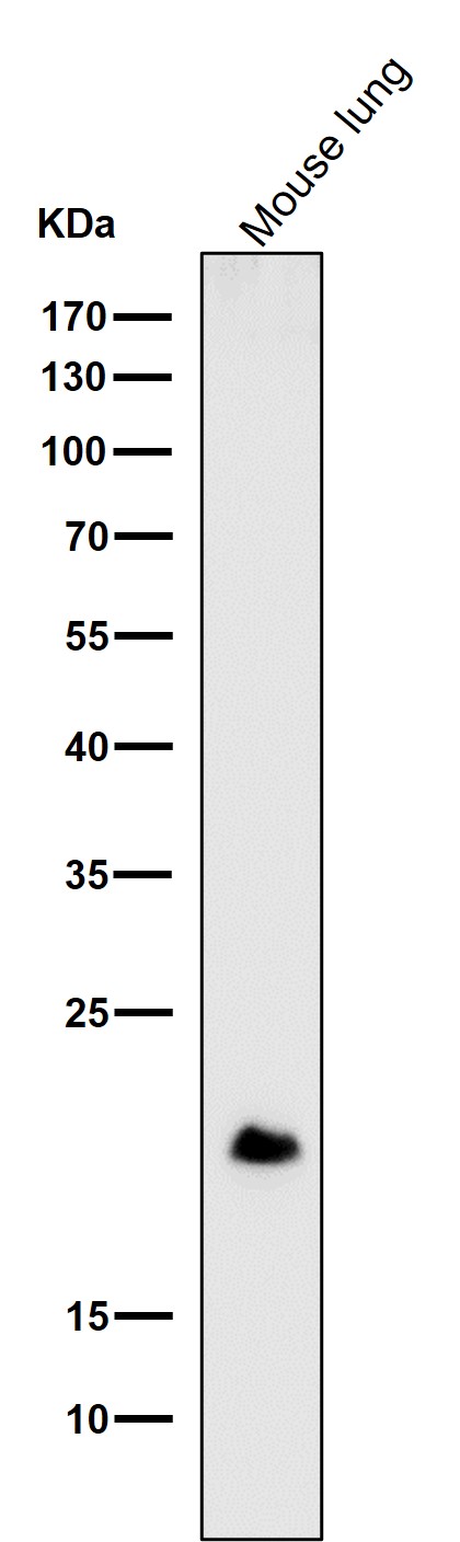 All lanes use the Antibody at 1:1W dilution for 1 hour at room temperature.