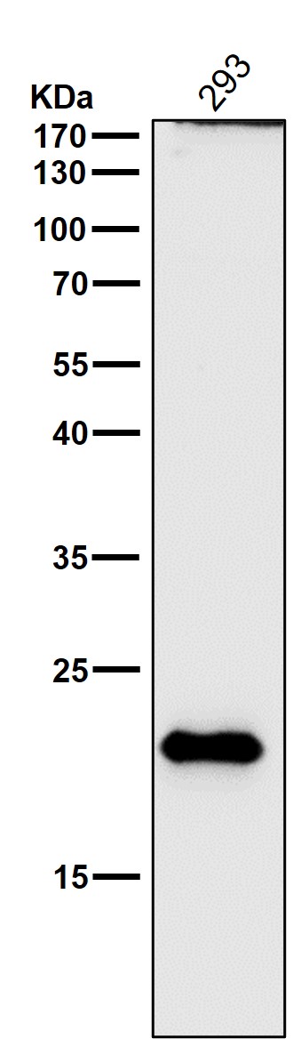 Western blot analysis of DNPH1 expression in HeLa cell lysate. Western blot analysis of DNPH1 expression in HeLa cell lysate.