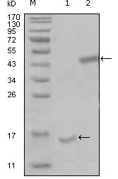 m08686 parl primary antibodyes wb testing 1
