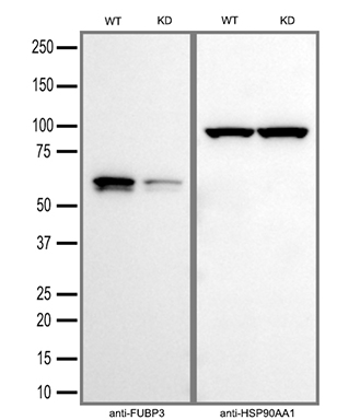Equivalent amounts of cell lysates (30 ug per lane) of wild-type HeLa cells (WT) and FUBP3-Knockdown HeLa cells (KD) were separated by SDS-PAGE and immunoblotted with anti-FUBP3 monoclonal antibody TA812221 (1:1000)