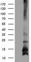 HEK293T cells were transfected with the pCMV6-ENTRY control (Left lane) or pCMV6-ENTRY FXYD3 (Right lane) cDNA for 48 hrs and lysed