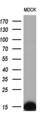 Western blot analysis of extracts (10ug) from 1 cell line by using anti-FXYD3 monoclonal antibody (1:200)