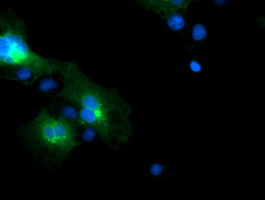 m08697 anti fxyd3 mouse monoclonal antibody clone id oti1e8 if testing 13