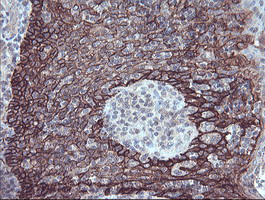 m08697 anti fxyd3 mouse monoclonal antibody clone id oti1e8 ihc testing 10