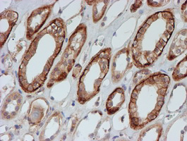 m08697 anti fxyd3 mouse monoclonal antibody clone id oti1e8 ihc testing 12