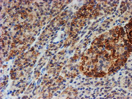 m08697 anti fxyd3 mouse monoclonal antibody clone id oti1e8 ihc testing 4
