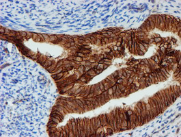 m08697 anti fxyd3 mouse monoclonal antibody clone id oti1e8 ihc testing 5