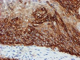 m08697 anti fxyd3 mouse monoclonal antibody clone id oti1e8 ihc testing 8