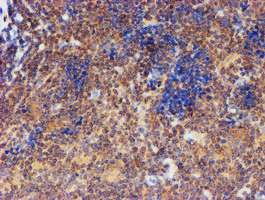 m08697 anti fxyd3 mouse monoclonal antibody clone id oti1e8 ihc testing 9