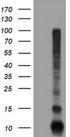 HEK293T cells were transfected with the pCMV6-ENTRY control (Left lane) or pCMV6-ENTRY FXYD3 (Right lane) cDNA for 48 hrs and lysed