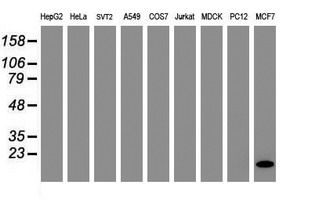 Western blot analysis of extracts (35ug) from 9 different cell lines by usin g anti-FXYD3 monoclonal antibody (HepG2: human; HeLa: human; SVT2: mouse; A549: human; COS7: monkey; Jurkat: human; MDCK: canine; PC12: rat; MCF7: human)